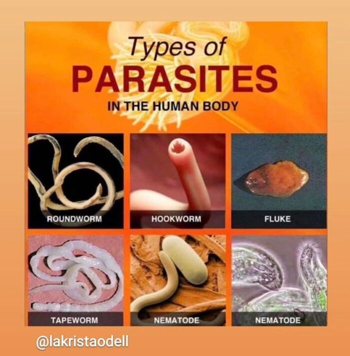 Parasite Colon Cleanse - Image 2